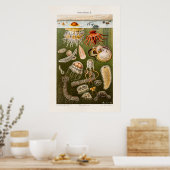 kwal Illustratie Antiek Jelly Fish Poster (Keuken)
