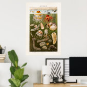 kwal Illustratie Antiek Jelly Fish Poster (Thuiskantoor)