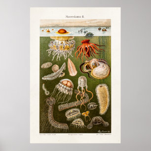  kwal Illustratie Antiek Jelly Fish Poster