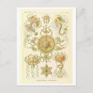 Kwal uit de Vintage verzameling van Haeckel Briefkaart
