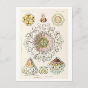 Kwal Vintage door Haeckel Briefkaart