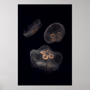 Kwal Zwemt Poster