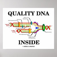 Kwaliteit DNA Inside (DNA-replicatie)