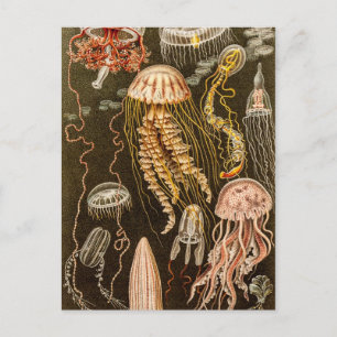  kwallen Antiek Jelly Fish Illustration Briefkaart