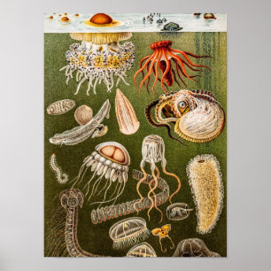  kwallen Antiek Jelly Fish Illustration Poster