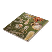  kwallen Antiek Jelly Fish Illustration Tegeltje (Zijkant)