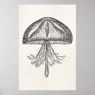  kwallen Antiek Jellyfish Sjabloon Poster