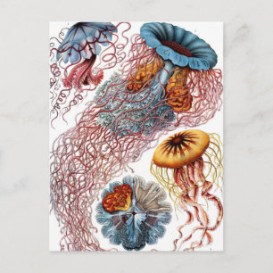 kwallen door Ernst Haeckel, Discomedusae Briefkaart