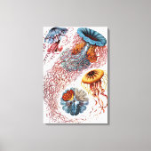  kwallen door Ernst Haeckel, Discomedusae Canvas Afdruk (Voorkant)