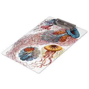 kwallen door Ernst Haeckel, Discomedusae Klembord