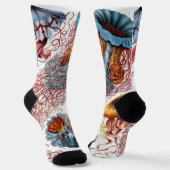  kwallen door Ernst Haeckel, Discomedusae Sokken (Gebogen)