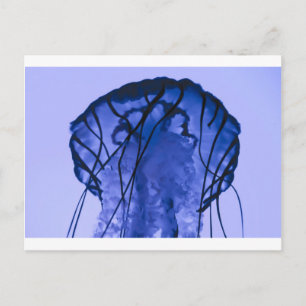 kwallen op blauw briefkaart