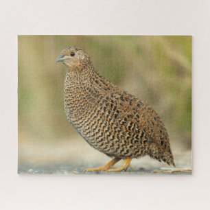 Kwartel Legpuzzel