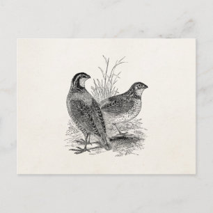  kwartelvogels - Persoonlijke roofvogels Briefkaart