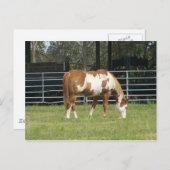 kwarterpaard briefkaart (Voorkant / Achterkant)