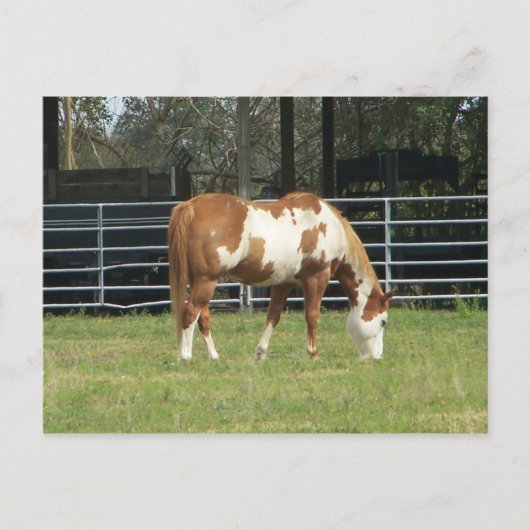 kwarterpaard briefkaart (Voorkant)