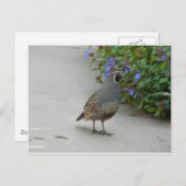 kwartier briefkaart (Voorkant / Achterkant)