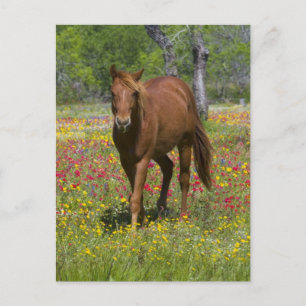 Kwartpaarden in het wild briefkaart