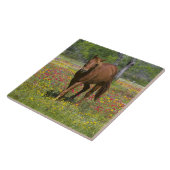 Kwartpaarden in het wild tegeltje (Zijkant)