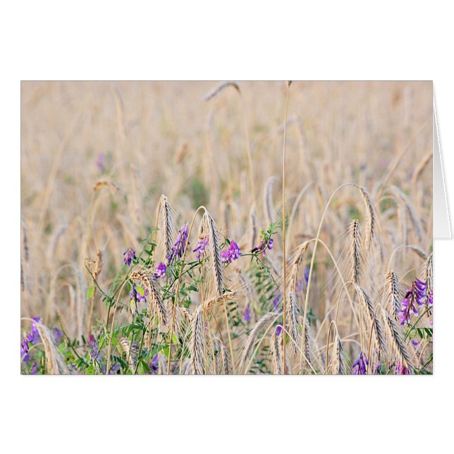 Kweekgraan Kaart (Voorkant Horizontaal)