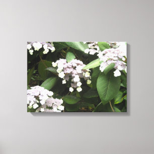 Kweekkwieke Hortensia's Canvas Afdruk