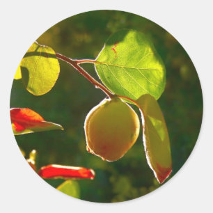 Kweeperen fruit op boom ronde sticker