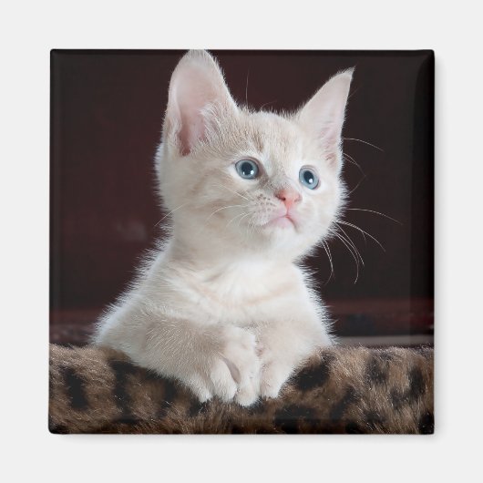 Kwetsbare Witte Keuten Magneet (Voorkant)