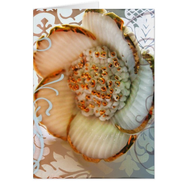 Kyoto Sakura (Devant)