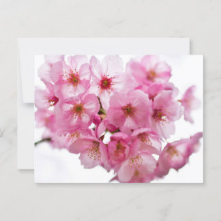 Kyotonachten: Lantaarn-Lit Sakura Briefkaart