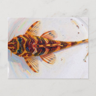 L134 pleco luipaardkikker  briefkaart