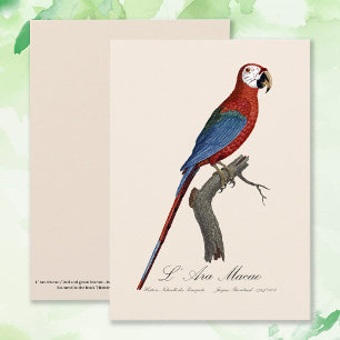 L' Ara Macao / Rood en groen Macau Bedankkaart