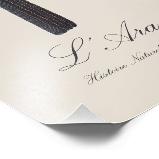 L' Ara Noir a Trompe / Palm Cockato Foto Afdruk (Hoek)