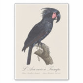 L' Ara Noir a Trompe / Palm Cockato Sticker (Voorkant)