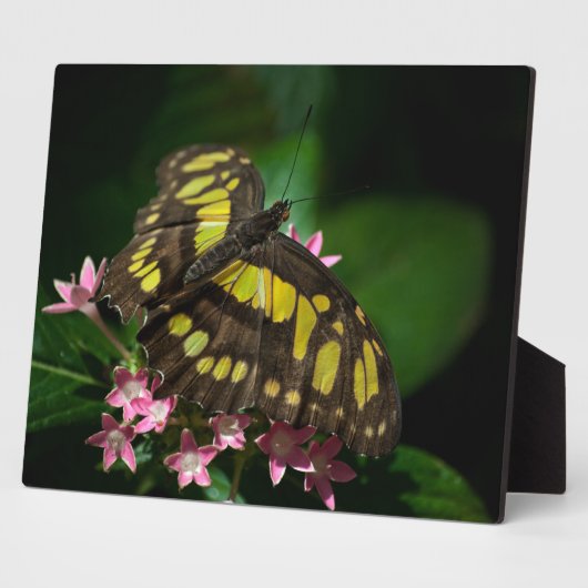 La beauté dans la Plaque des étoiles (Côté)