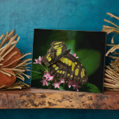 La beauté dans la Plaque des étoiles (Côté)