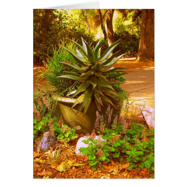 La beauté du désert (Devant)