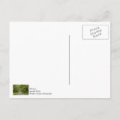 La Belle Allée de Chênes Carte de Remerciements (Dos)