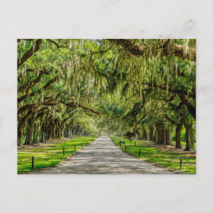 La Belle Carte Postale Avenue Of Oaks