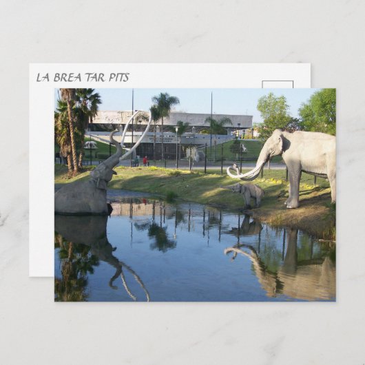 LA BREA TAR PITS #2 Carte postale (Devant / Derrière)