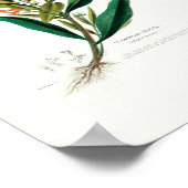 La Cadrille Soyeuse Botanical Flore d Amer Poster (Hoek)