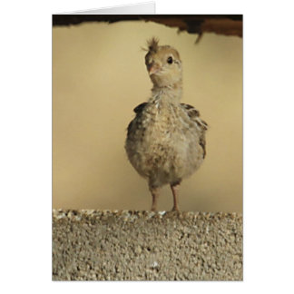 La caille de Baby Gambel