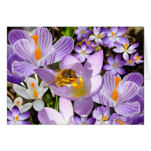 LA CARTE CROCUS TASTER ~ Card