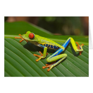 La carte de grenouille d'arbre