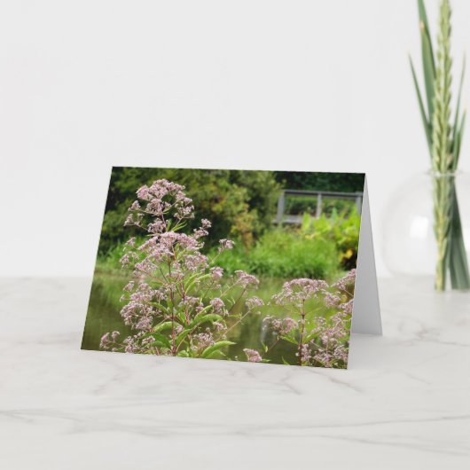 La Carte de Joe Pye Flowers (Devant)