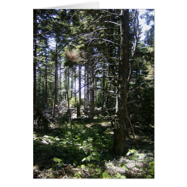 La carte de la fée Monhegan (Devant)