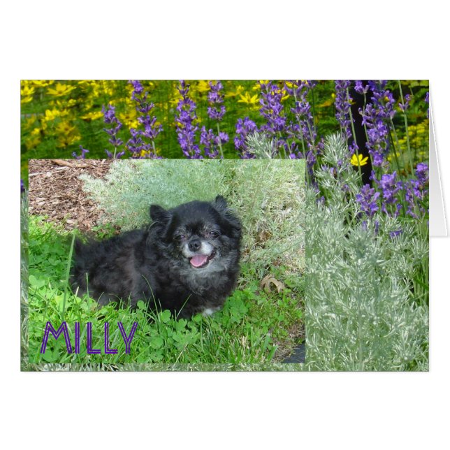 La carte de Milly (Devant horizontal)