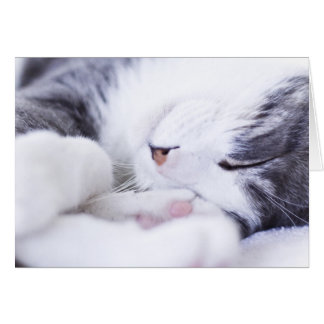 La carte de vie d'un chat vide