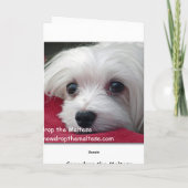 La carte de voeux maltaise Snowdrop (Dos)