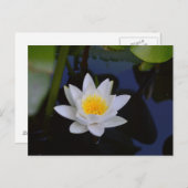 La carte Lotus Blanche (Devant / Derrière)