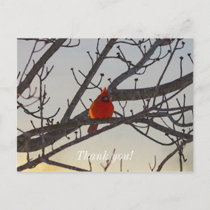 La carte postale de remerciement du Cardinal du ma